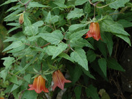 Canarina canariensis