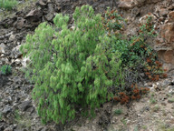 Plocama pendula