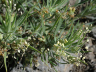 Plantago arborescens