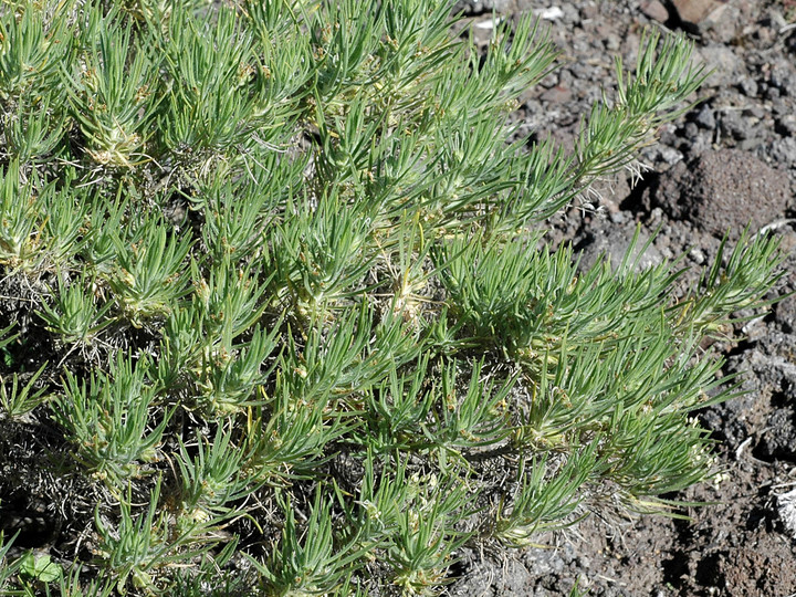 Plantago arborescens