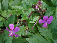 Geranium canariense