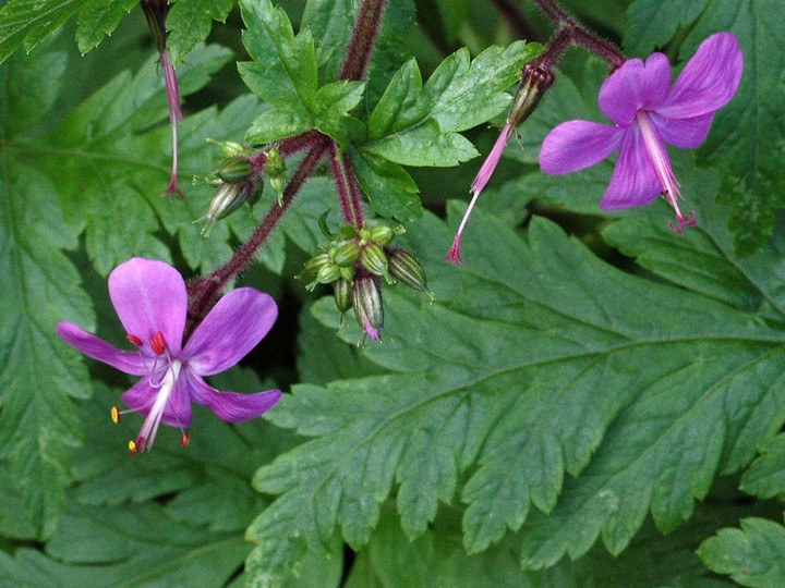 Geranium canariense