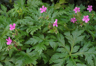 Geranium canariense