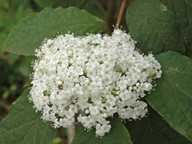 Viburnum rigidum