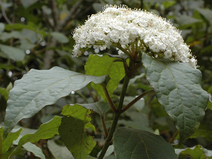 Viburnum rigidum