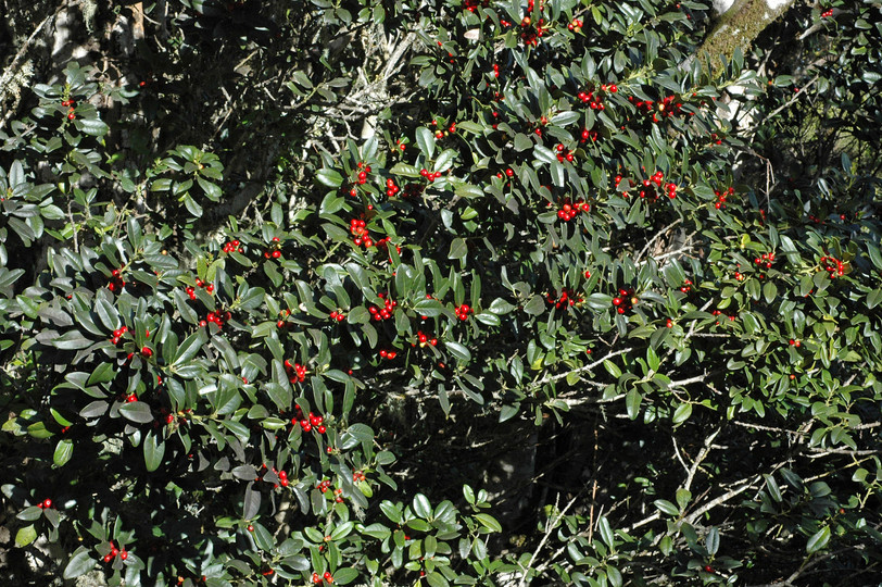 Ilex canariensis