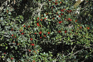 Ilex canariensis