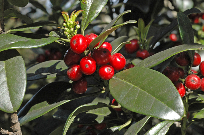 Ilex canariensis