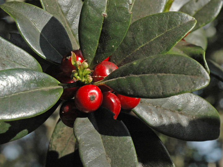 Ilex canariensis