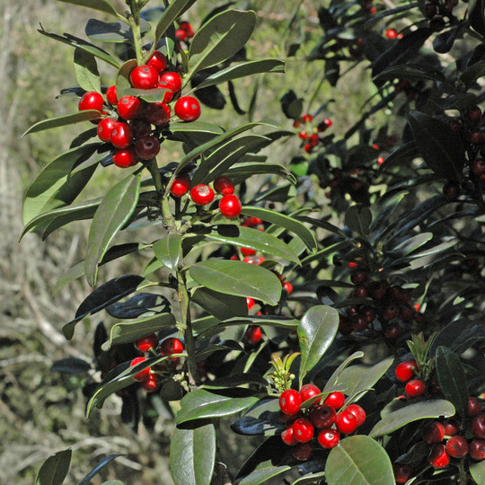 Ilex canariensis