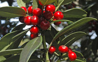 Ilex canariensis