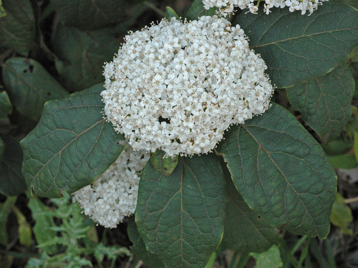 Viburnum rigidum