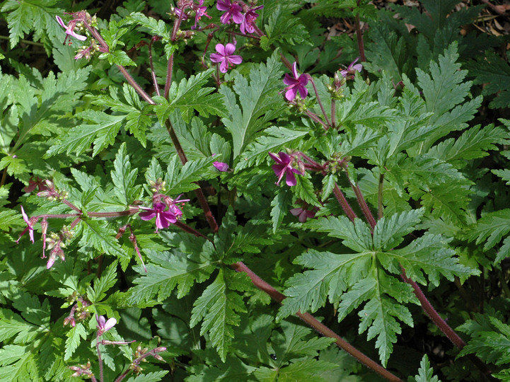 Geranium canariense