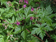 Geranium canariense