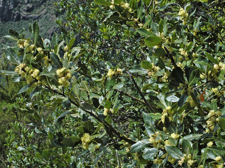 Laurus azorica