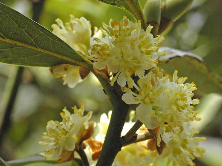 Laurus azorica