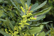 Myrica faya