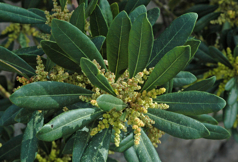 Myrica faya