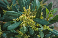 Myrica faya