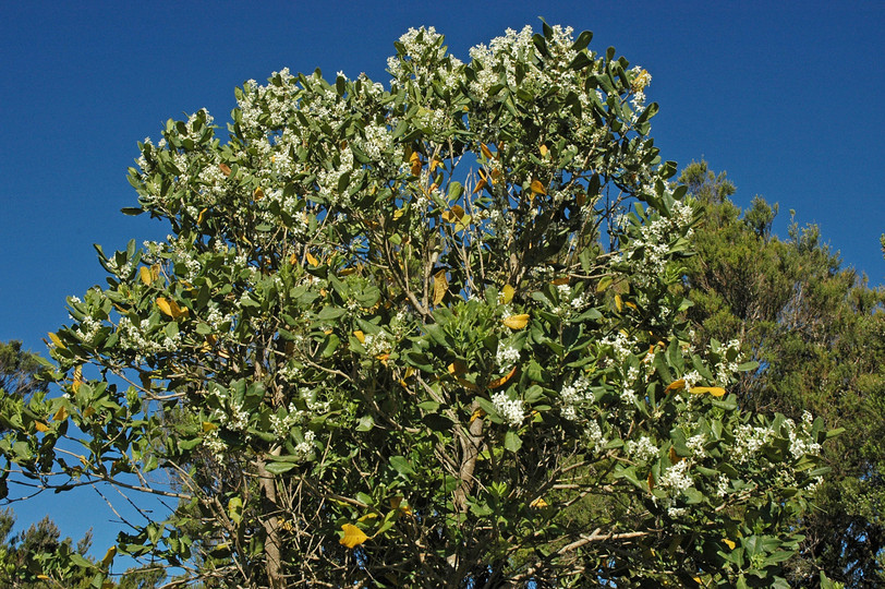 Picconia excelsa