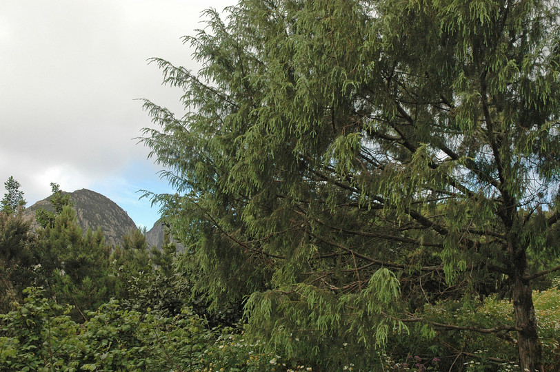 Juniperus cedrus