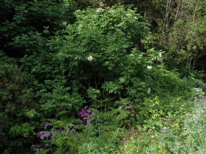 Sambucus palmensis