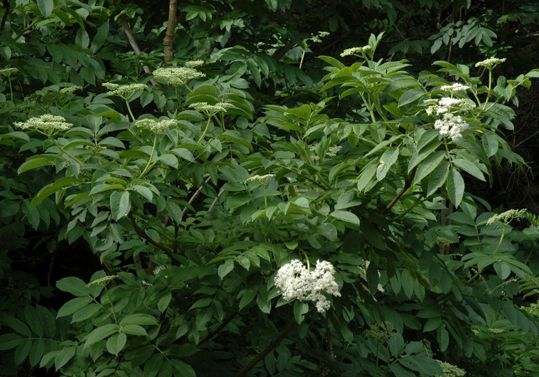 Sambucus palmensis