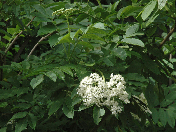 Sambucus palmensis