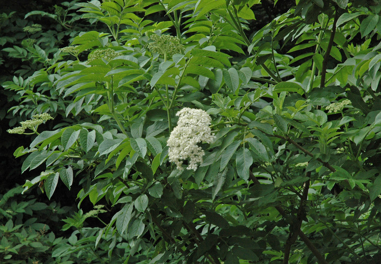 Sambucus palmensis