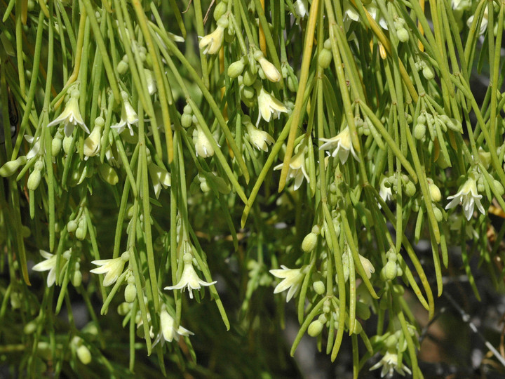 Plocama pendula