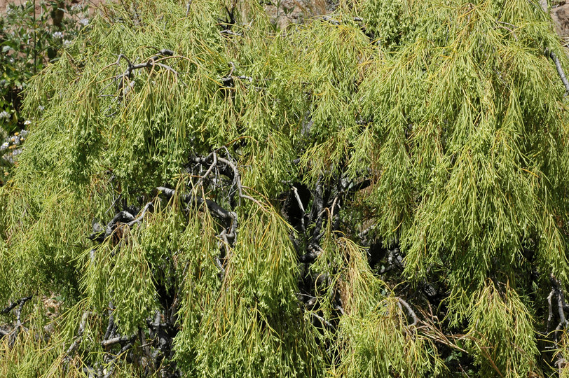 Plocama pendula