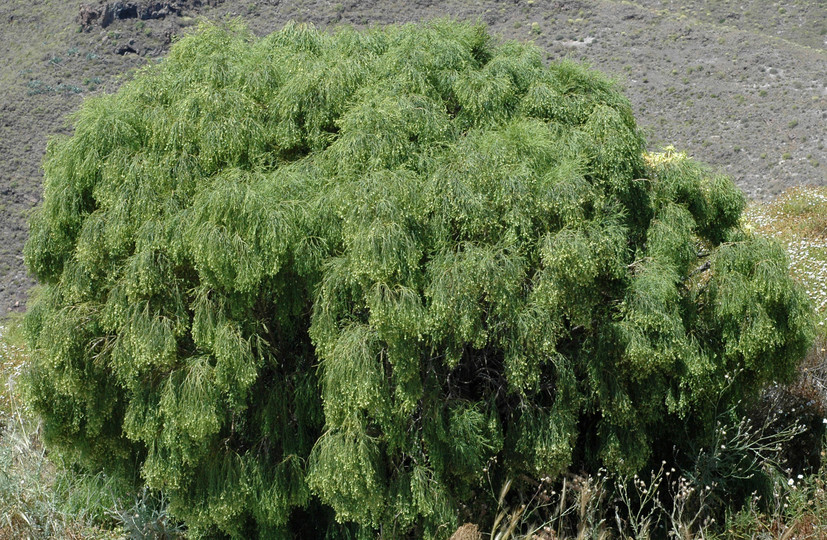 Plocama pendula