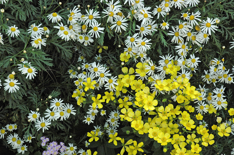 Ranunculus cortusifolius