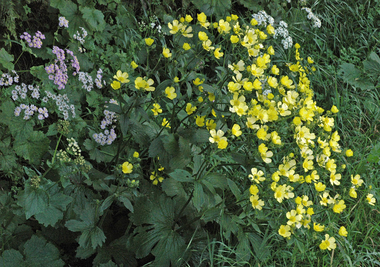 Ranunculus cortusifolius