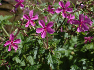 Geranium canariense