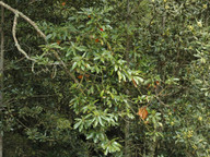 Persea indica