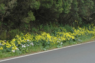 Ranunculus cortusifolius