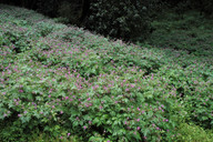 Geranium canariense