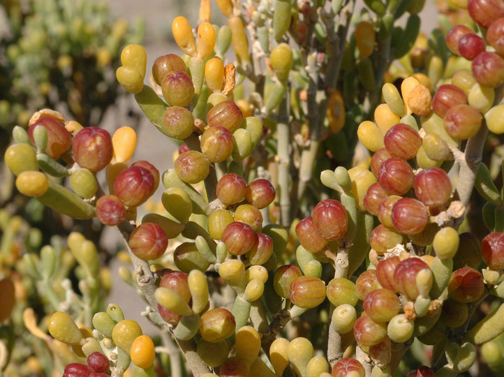 Zygophyllum fontanesii