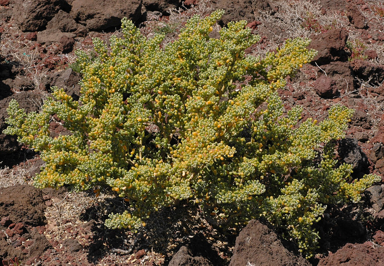 Zygophyllum fontanesii