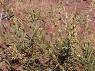 Reseda scoparia