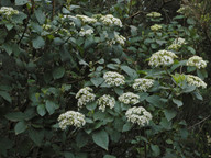 Viburnum rigidum