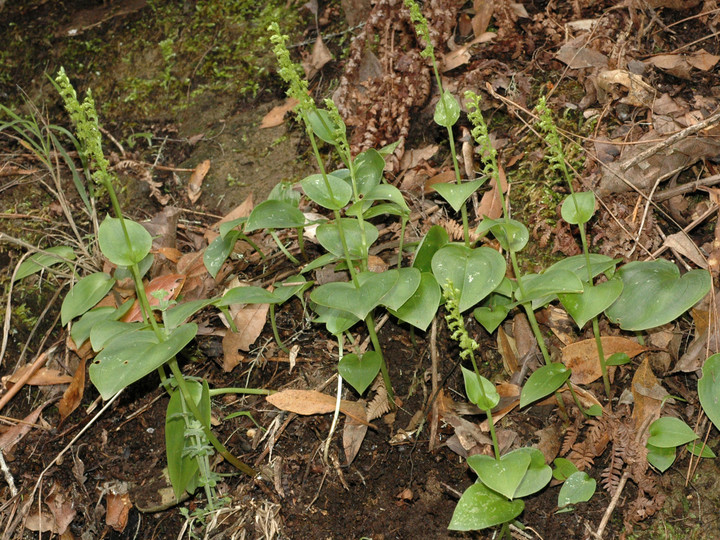 Gennaria diphylla