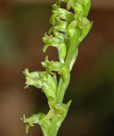 Gennaria diphylla