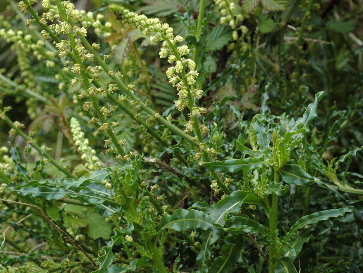 Reseda luteola