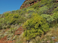 Plocama pendula