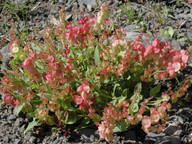 Rumex sp.