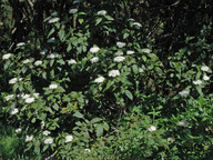 Viburnum rigidum