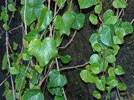 Hedera canariensis