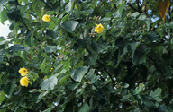 Hibiscus tiliaceus